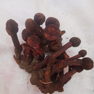 中药材红冬蛇菰 文王一支笔 借母怀胎 鹿仙草蛇菇 回春草500g包邮