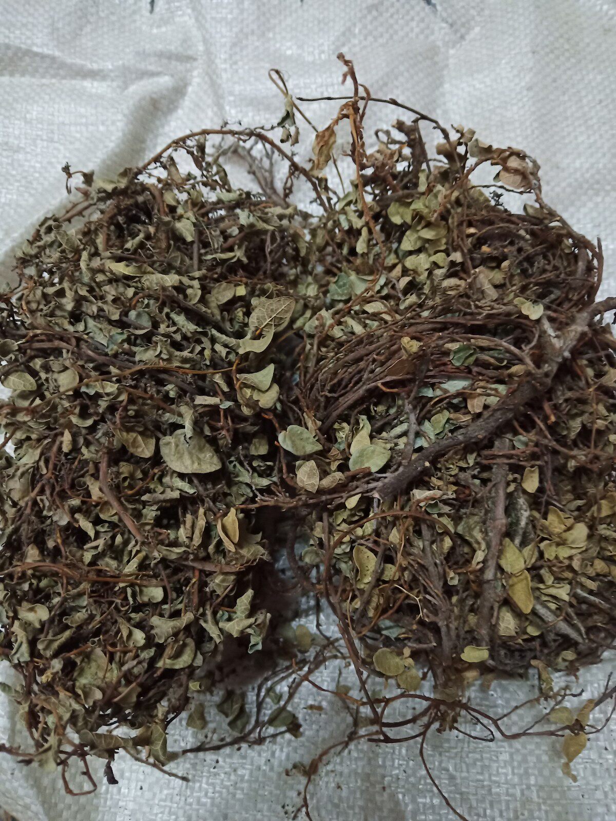 田螺盖 搭壁藤中草药络石藤薜荔藤凉粉果墙邦子爬墙虎500克包邮