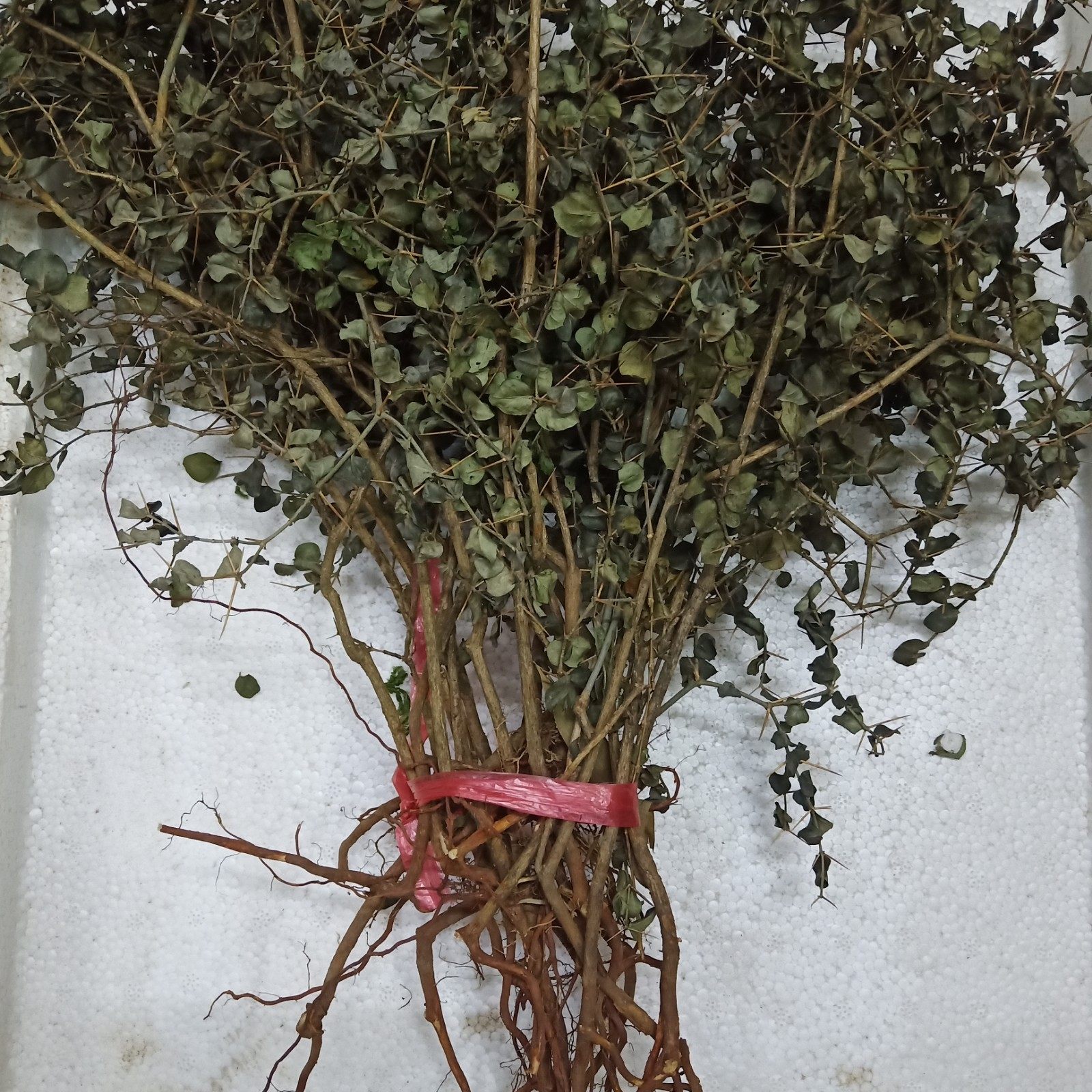 野生珠新货干品500克包邮中药材