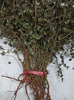 梅州中药材 虎刺 伏牛花 绣花针 鸟不宿 白凤珠新货干品500克包邮