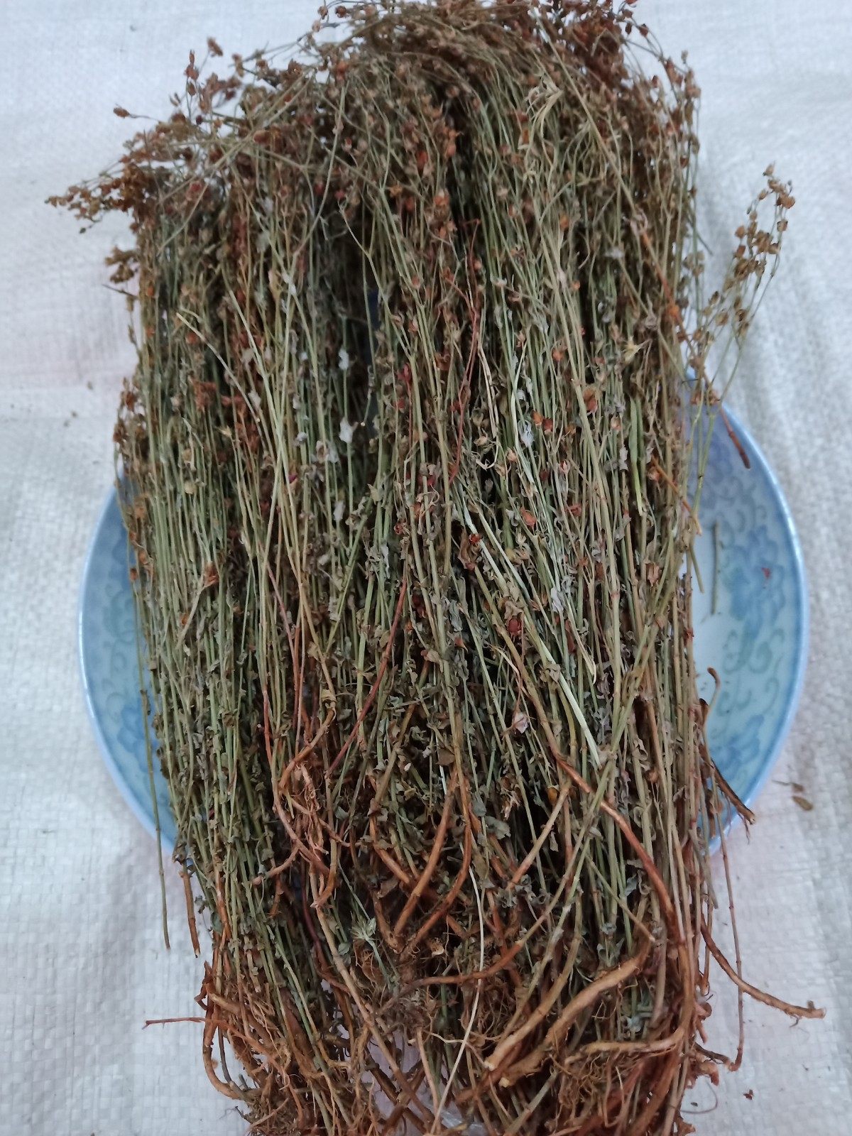 野生中药材田基黄 地耳草 黄花草 雀舌草500克干品整株田基王包邮