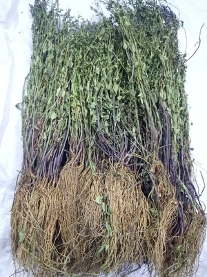 农家新货500g包邮中药材