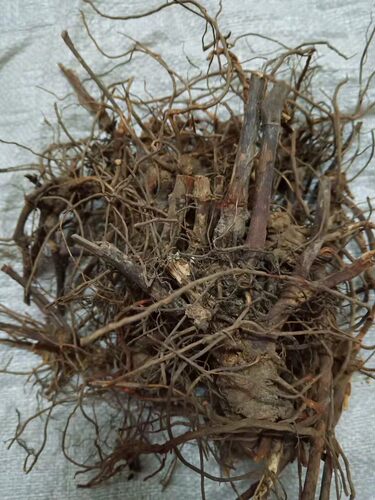 中药材正品新货野生包邮草珊瑚