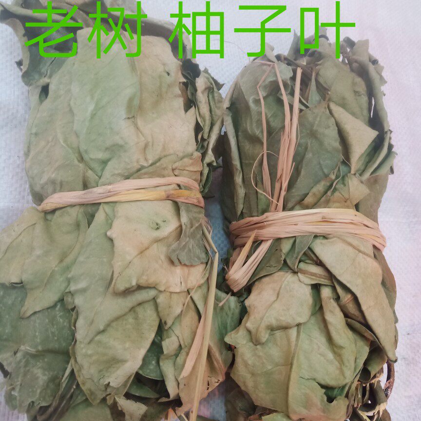 蜜柚叶子 摘老树带枝柚子叶开运