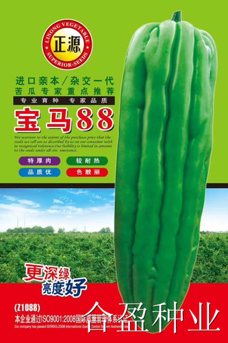 宝马88油绿苦瓜种子正源