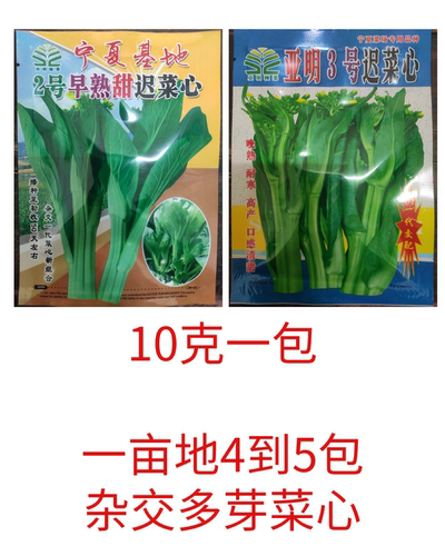 10克亚明3号迟菜心宁夏基地2号早熟甜迟菜心种子多侧苔产量高快大