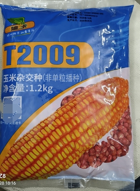 1.2公斤迪卡T2009玉米种子广西广东贵州云南苞谷鸡玉米硬粒土玉米