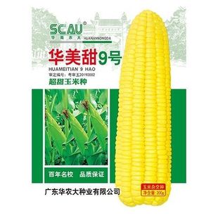 200克华南农大华美甜9号超甜水果玉米种子非转基因杂交品种大棒