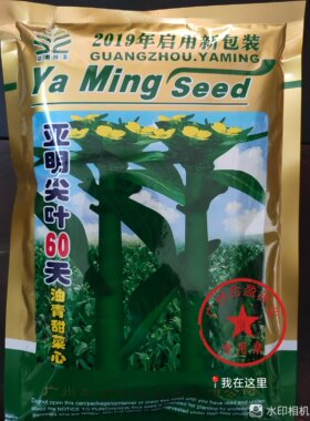 400克广州亚明尖叶60天油青甜菜心种子全年可种耐热耐抽薹