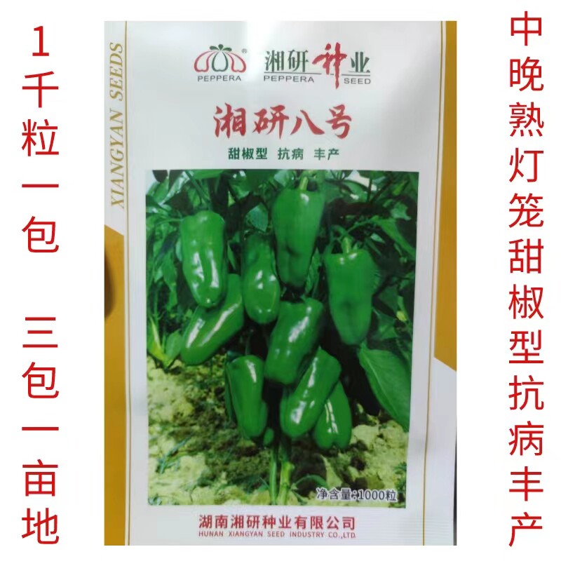 湖南湘研八号辣椒种子湘研8号甜椒种子圆椒菜椒种