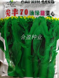 广东纯尖叶70天油青菜心种爱普农尖丰70天尖叶油绿甜菜心种子迟花