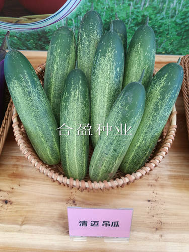 10g清迈水果黄瓜种子福万科泰国进口高产水果大吊瓜种子水果型