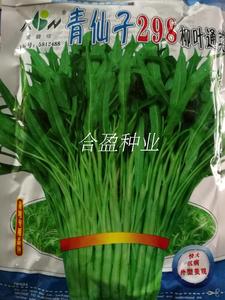 400g爱普农青仙子298柳叶通菜种子青管柳叶空心菜种子青柳叶