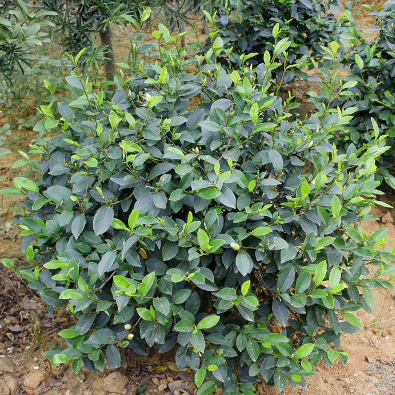 含笑树苗盆栽浓香型植物庭院花卉绿植耐热耐寒四季常青香妃含笑花