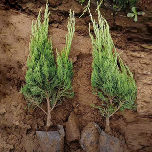 龙柏树苗龙柏苗龙柏球四季常青陵园道路园林美观绿化易活基地直销