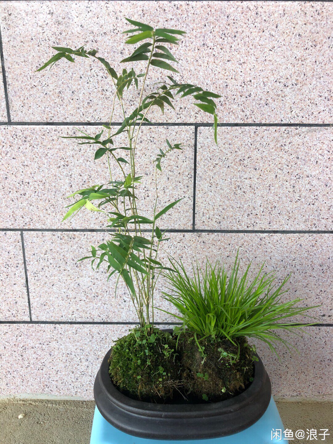 植物庭院客厅盆栽微型造景翠竹