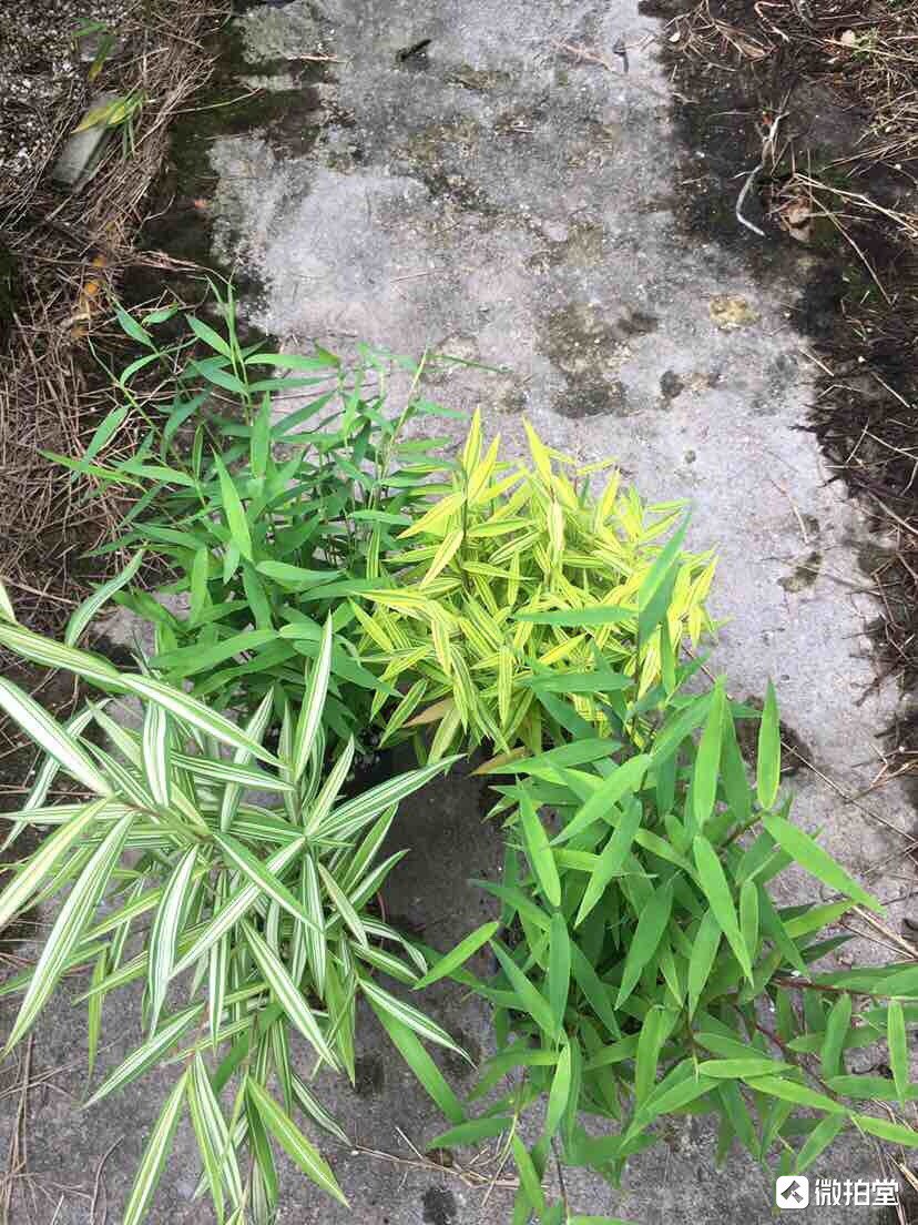 黄金姬竹斑入风竹姬翠竹澳洲风竹姬血茅室内桌面阳台庭院盆栽