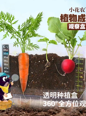 儿童种植小盆栽小花农植物生长观察盒科学实验套装阳光房种植玩具