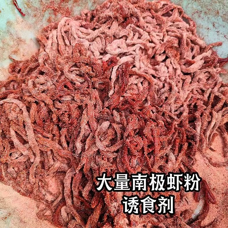 腌制沙蚕海蚯蚓黑头钓饵近海饵料