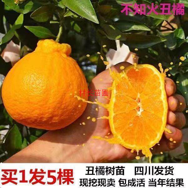 四川嫁接不知火丑八怪柑橘树苗春柠檬/柑橘类盆栽