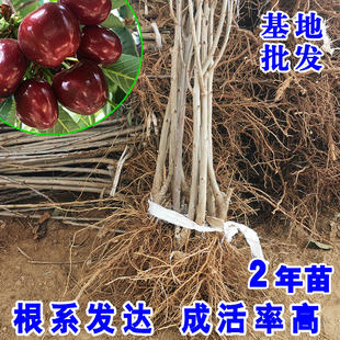车厘子树苗矮化大樱桃苗南北方种植嫁接盆栽地栽果树果苗庭院阳台