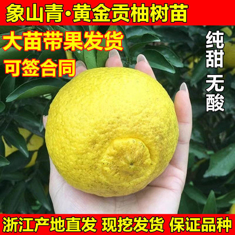 春香桔柚树苗 黄金贡柚苗 兼有柠檬/柑橘类盆栽