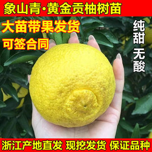 春香桔柚树苗 黄金贡柚苗 兼有桔和柚的香气 柑橘树苗 象山青树苗