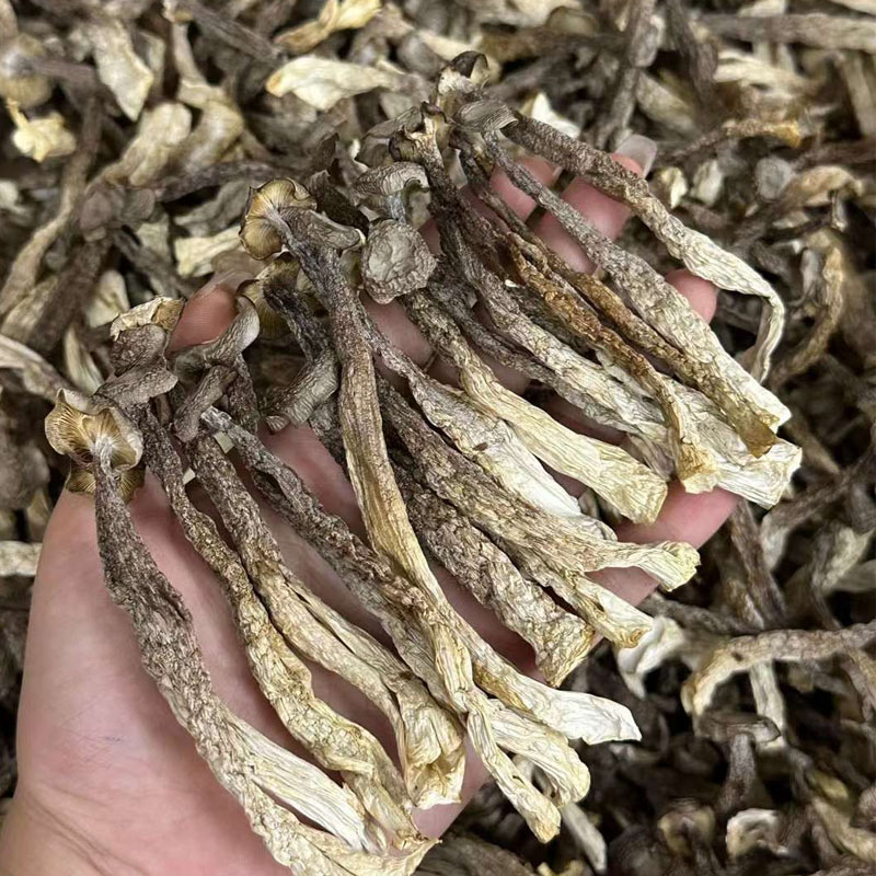 云南特产鹿茸菇脆脆菇菌菇鹿茸菌半斤500g包邮素食产品煲汤食材