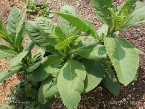 云南药材 臭灵丹 臭铃铛 狮子草臭叶子山林丹无硫 精选铁甲草包邮