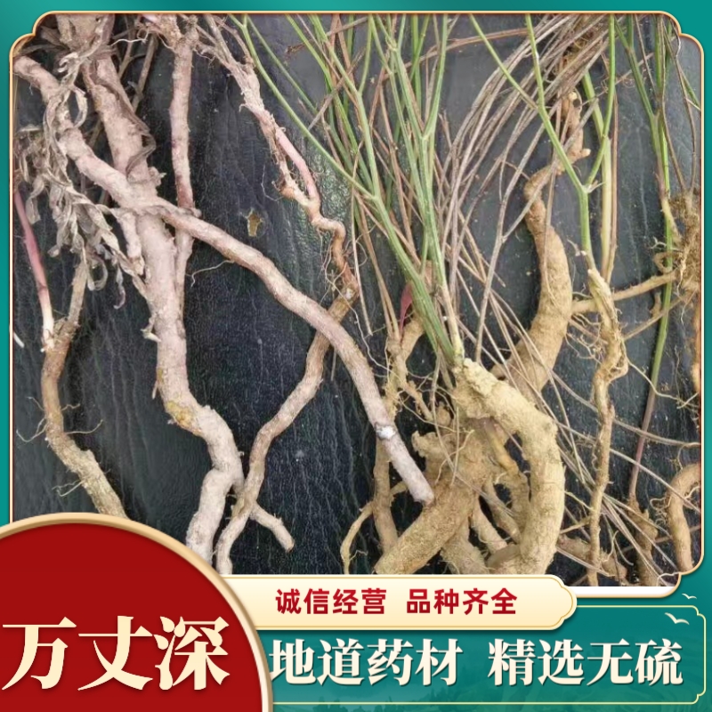中药材云南万丈深还阳参奶浆参竹叶青铁刷把新货正品包邮含量
