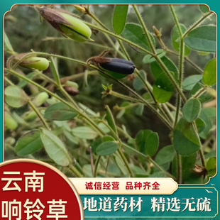 响铃草马响铃 肾气草，响铃子，地响铃 马铃草、响亮草精选包邮