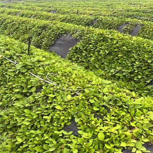 野地瓜地枇杷庭院阳台窗台野水果