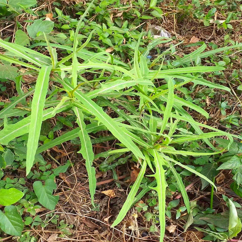 翅果菊山莴苣苦莴苣金钗翅紫翅菊阳台庭院窗台楼顶本草中药材盆栽