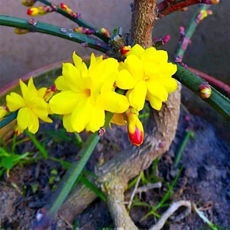 金雀梅苗锦鸡儿杨雀野菜庭院阳台养生滋补煲汤泡茶农家中药材盆栽