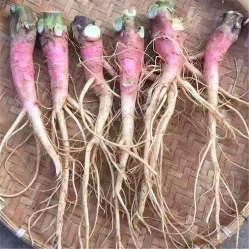 刺苋根野苋菜根红刺苋根泡茶养生