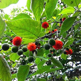 构树楮树沙纸树楮实子大山自然生长庭院阳台楼顶农家中草药材盆栽