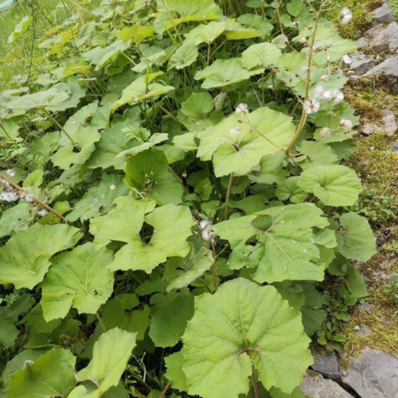 蜂斗菜款冬花野南瓜野菜新鲜庭院阳台泡茶煲汤养生农家中草药材优