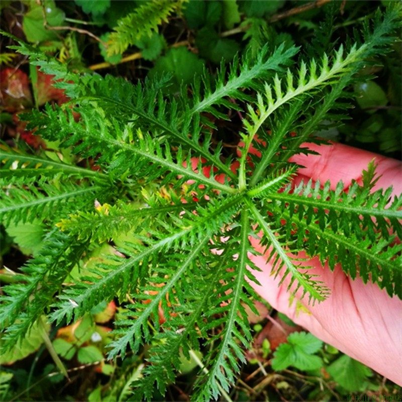 蓍草一支蒿飞天蜈蚣缠腰带状草庭院阳台养生泡茶乳蛾皮肤药材盆栽,鲜花速递/花卉仿真/绿植园艺,绿植,淘宝优惠券,粉丝福利购,淘宝优惠卷