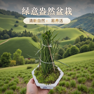 薤白野葱苗小根蒜山葱大脑瓜庭院阳台窗台煲汤农家药食中药材盆栽