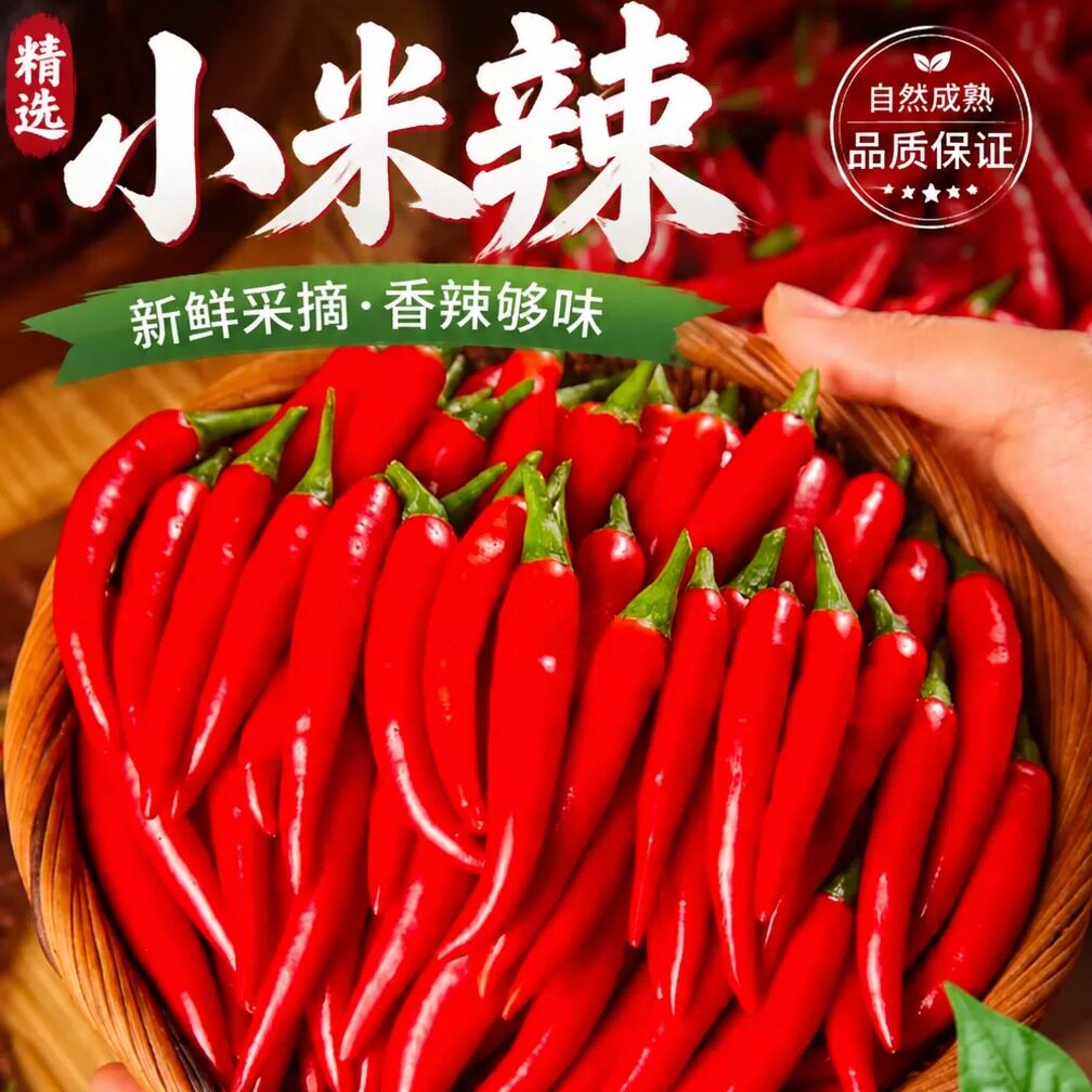 云南曲靖高原小米椒露天现摘小米辣新鲜朝天椒剁椒泡椒鲜辣椒