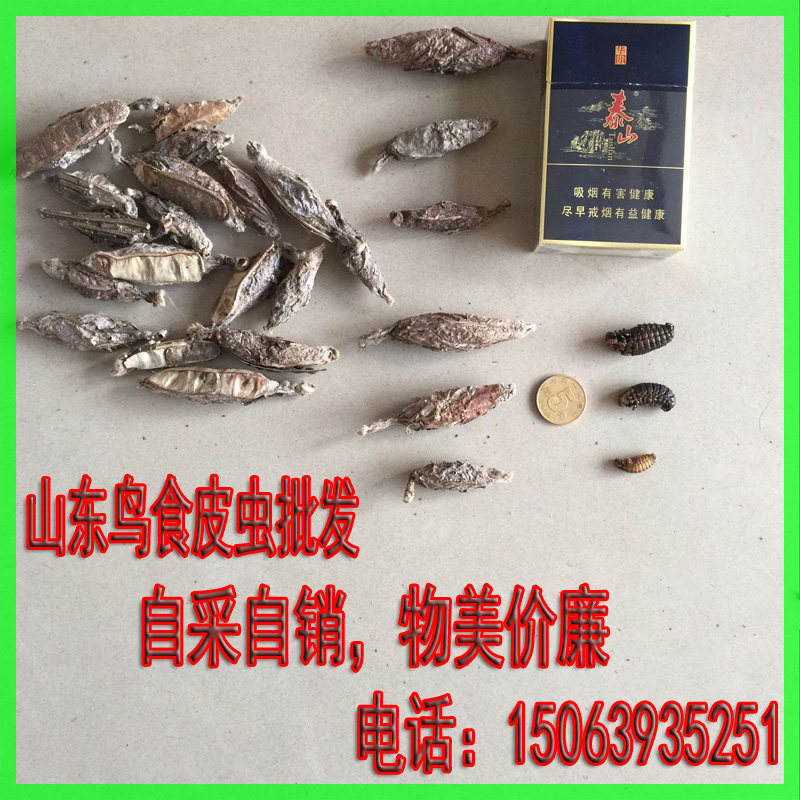 皮虫画眉鸟食皮虫通货统货中公虫皮虫可选提性壮膘山东野生皮虫