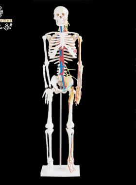 人体骨骼带心脏与血管模型85CM 人体骨骼模型人体关节骨架模型