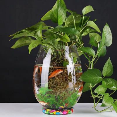 水培容器玻璃透明水培花瓶厚水培植物花瓶水养绿萝花盆桌面办公室