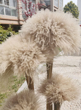 天然粉色芦苇干花花束婚庆布置