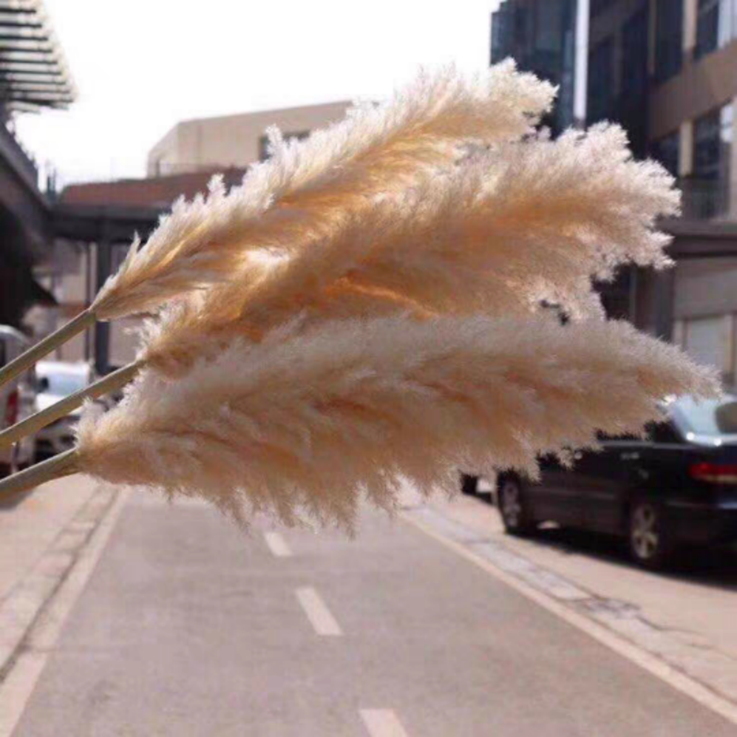 进口大蒲苇干花装饰客厅落地婚礼氛围造景大穗花天然大芦苇永生花