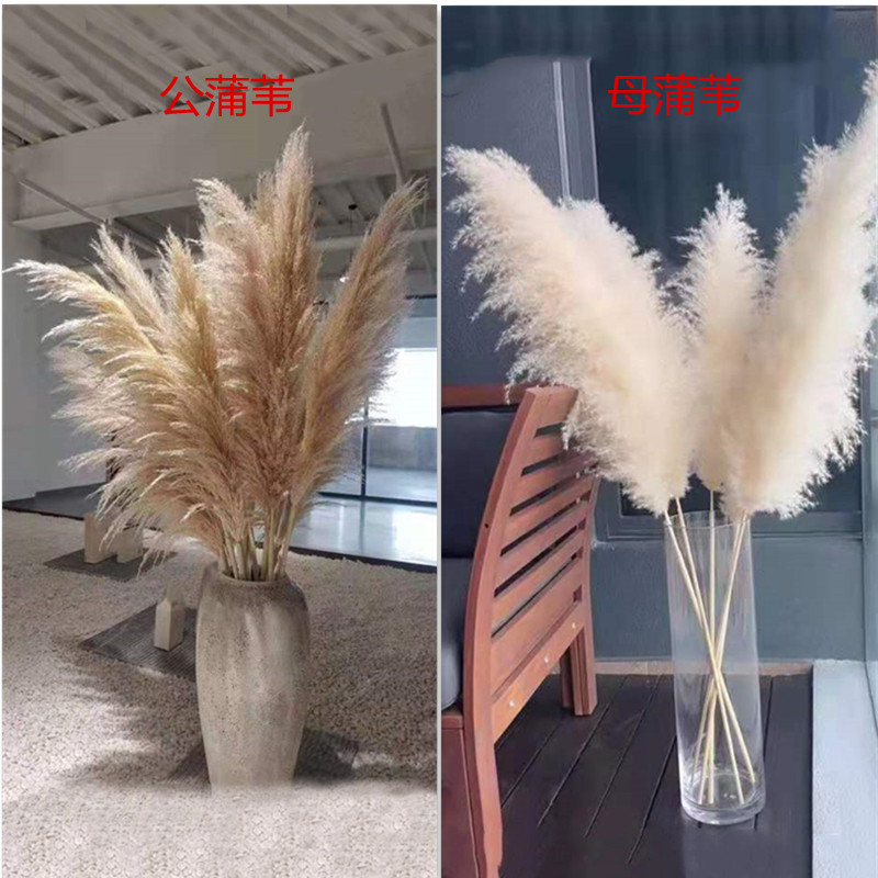 天然芦苇干花网红拍摄道具超大落地客厅婚庆北欧田园羽毛永生花束