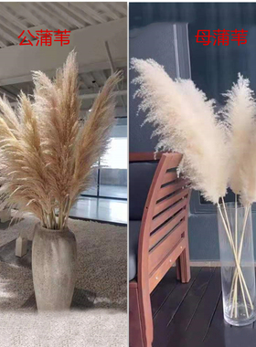 天然芦苇干花网红拍摄道具超大落地客厅婚庆北欧田园羽毛永生花束