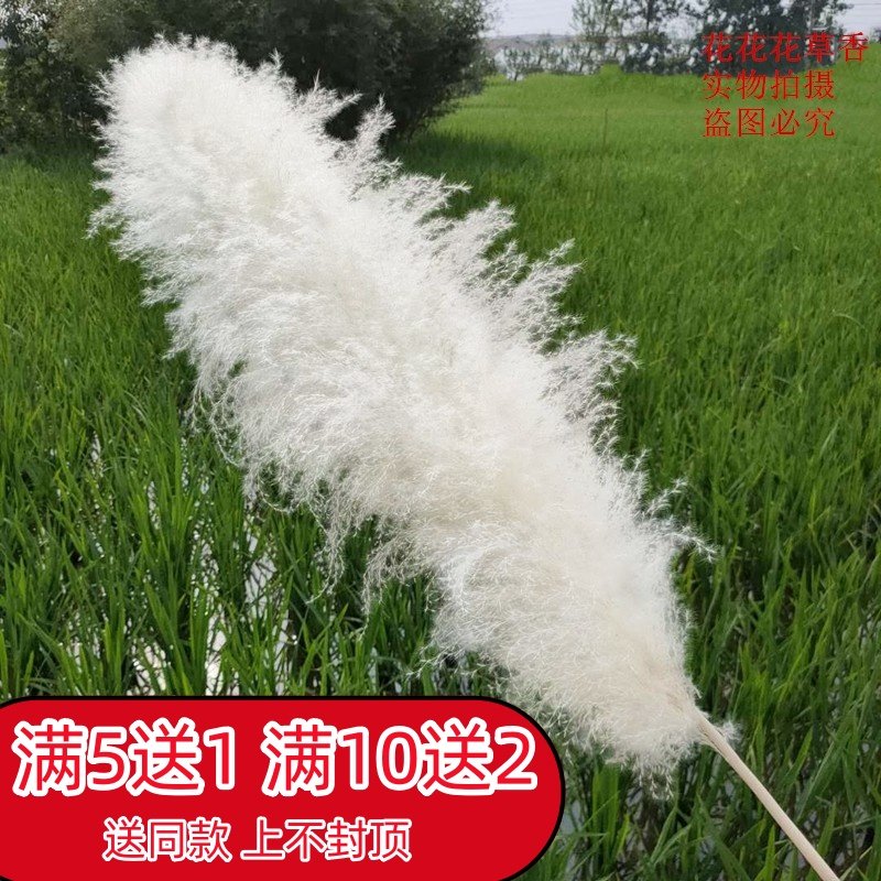 网红大蒲苇干花花束白色大芦苇永生花超大蓬松婚庆拍摄道具落地花