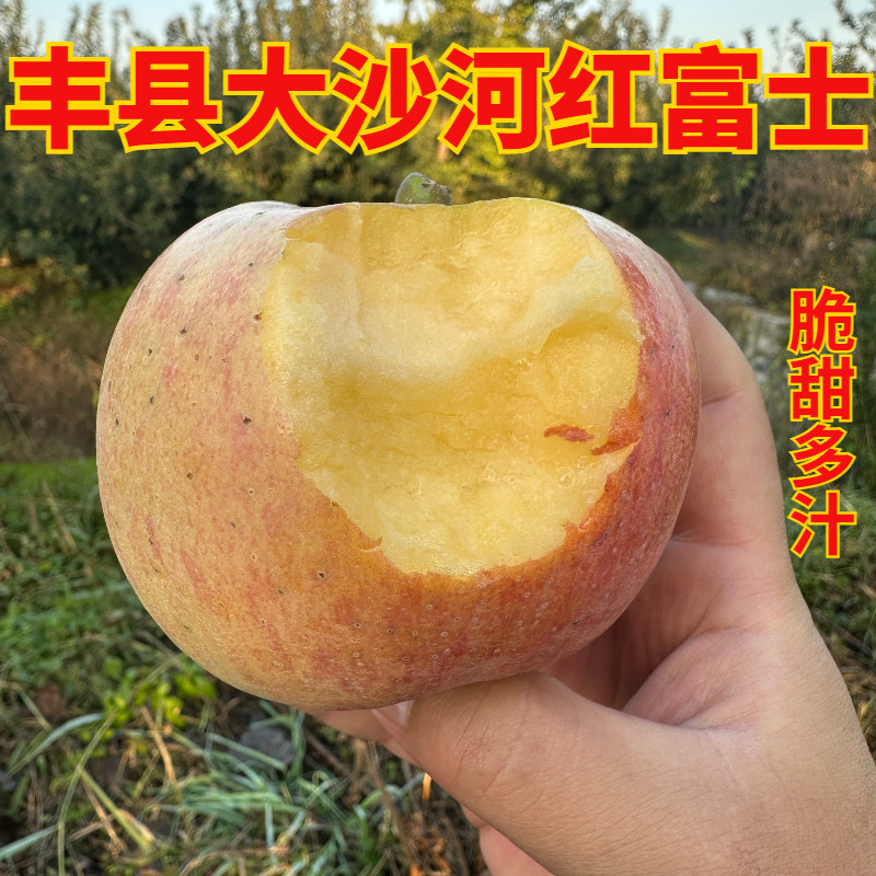 正宗丰县大沙河红富士丑苹果当季野生新鲜水果脆甜孕妇10斤装