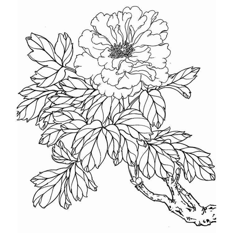 工笔画线描稿牡丹篇jpg格式电子版国画牡丹线稿上色练习打印格式